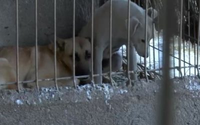 YTBiZDlmNjFjOGNkZjE2ZTU4ZTEzNDQxNWM4NGE3ZGE.thumb_.jpg - ReporterUrban