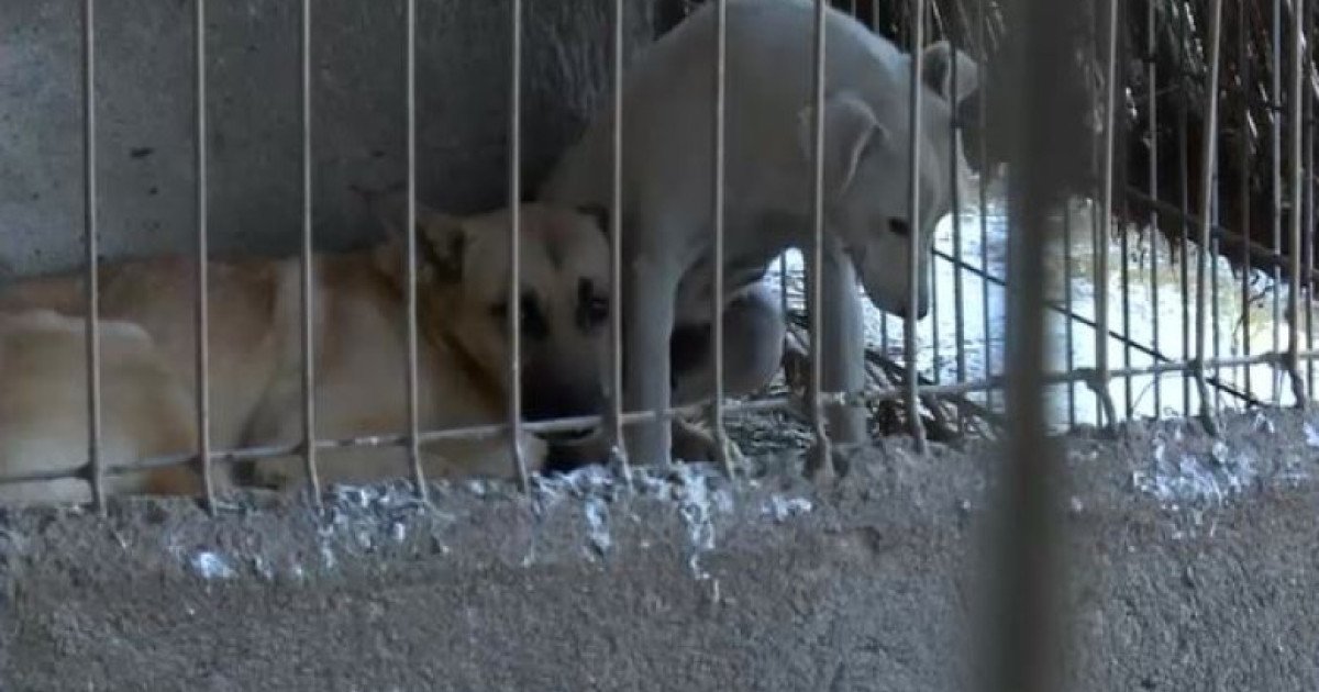 Schingiuirea câinilor de la Suraia: Imagini șocante și reacții ferme din partea autorităților Toate cele 205 animale din adăpostul privat de câini de la Suraia, județul Vrancea, au fost relocate recent, după ce pe rețelele de socializare au apărut imagini șocante ce ilustrează acte de cruzime