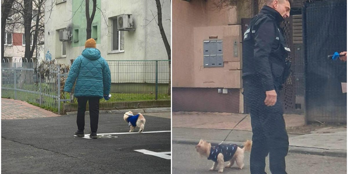 amenzi-bucuresteni-care-nu-strang-dupa-cainii-lor.jpg - ReporterUrban