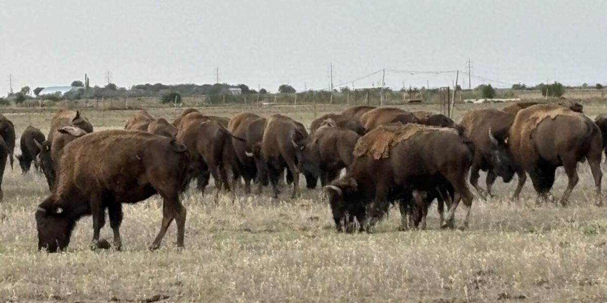 bizoni.jpg - ReporterUrban