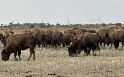 bizoni.jpg - ReporterUrban