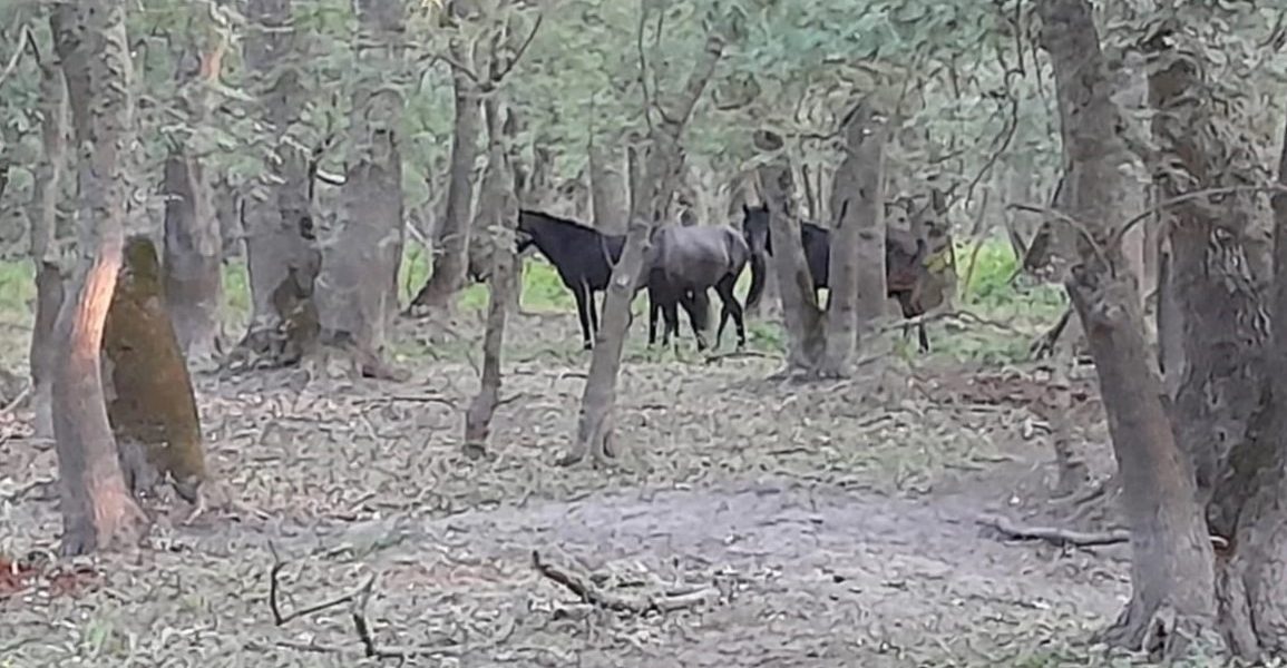 caii-salbatici-de-la-letea.jpg - ReporterUrban