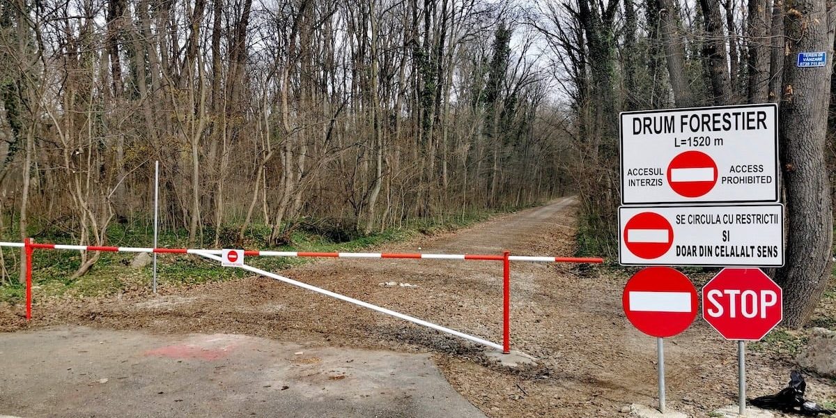 drum-forestier-auto-Padurea-Baneasa.jpg - ReporterUrban