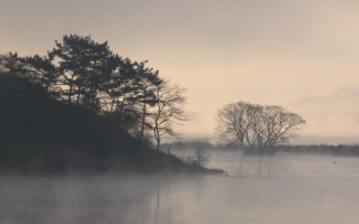 spinelee-bog-7426469_1280.jpg - ReporterUrban