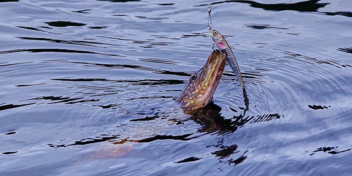 stiuca-.jpeg - ReporterUrban