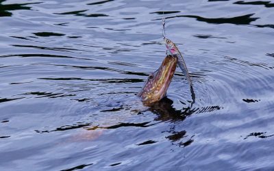 stiuca-.jpeg - ReporterUrban