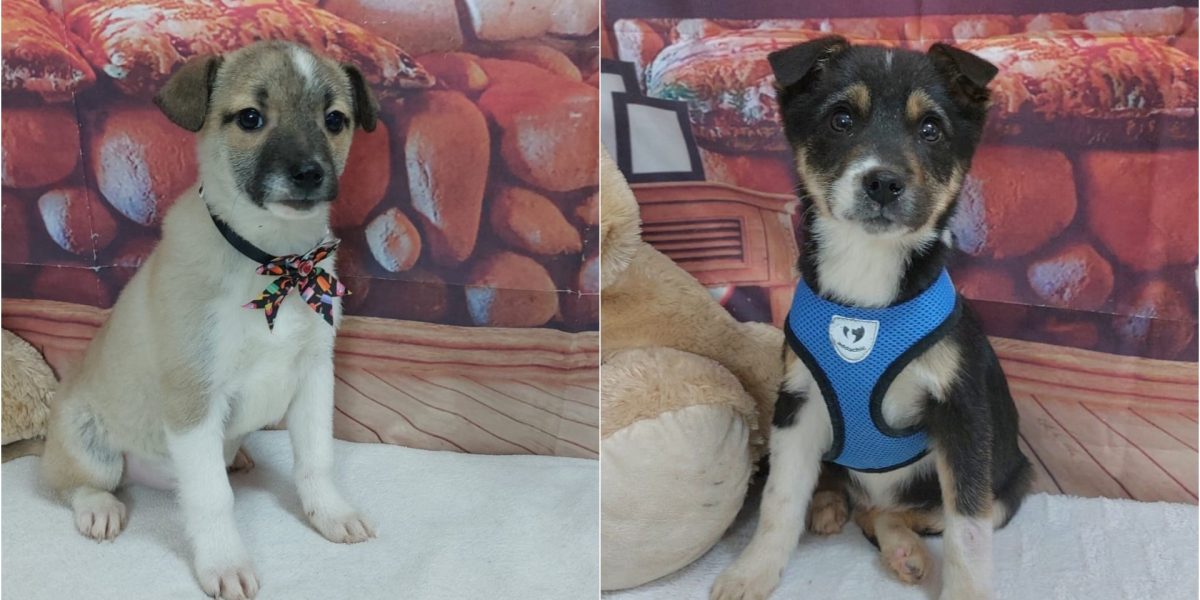 targ-adoptii-ASPA.jpg - ReporterUrban