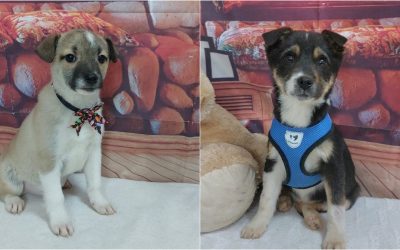 targ-adoptii-ASPA.jpg - ReporterUrban