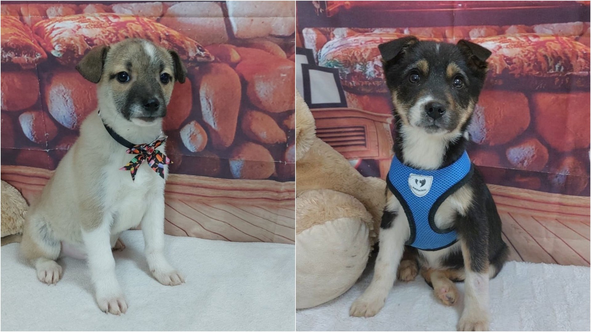 Primul târg de adopții al anului 2026 organizat de Autoritatea pentru Supravegherea și Protecția Animalelor București (ASPA) se va desfășura în acest final de săptămână la Veranda Mall, reprezentând o oportunitate esențială pentru iubitorii de animale din Capitală