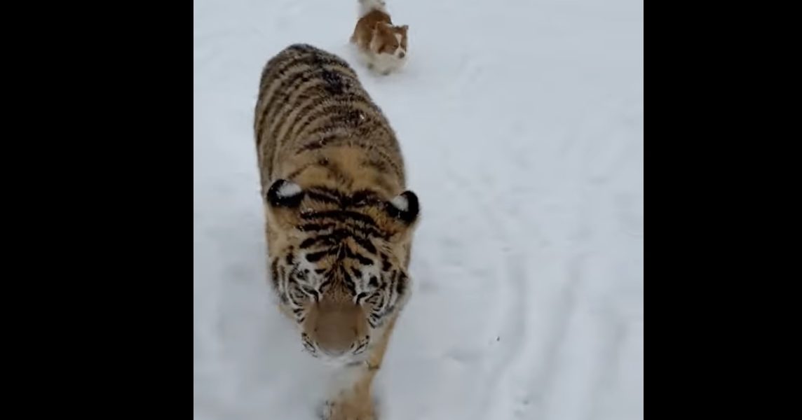 tigru-siberian.jpg - ReporterUrban