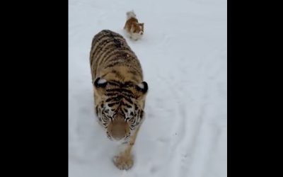 tigru-siberian.jpg - ReporterUrban