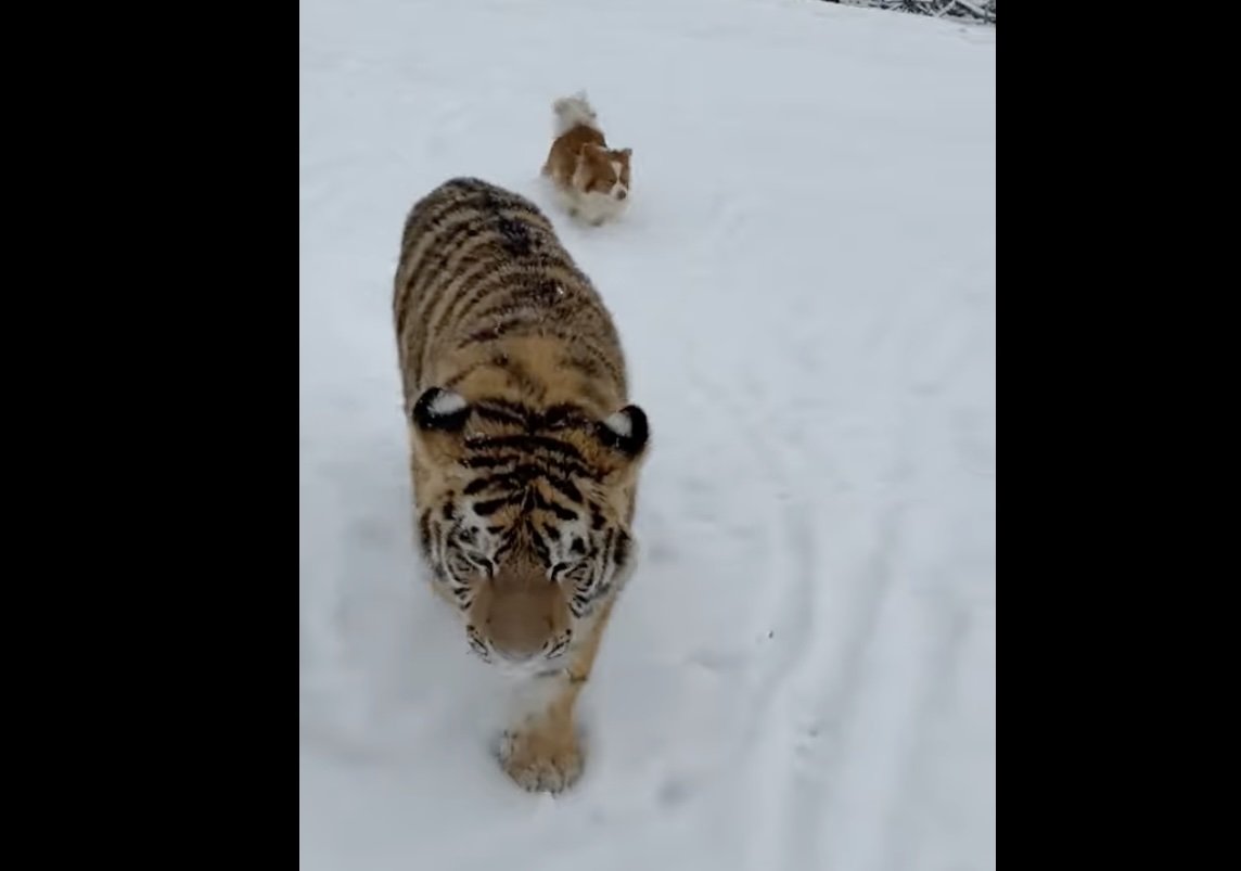 Tigru siberian liber într-o curte din Dâmbovița, menajerie ilegală pe TikTok