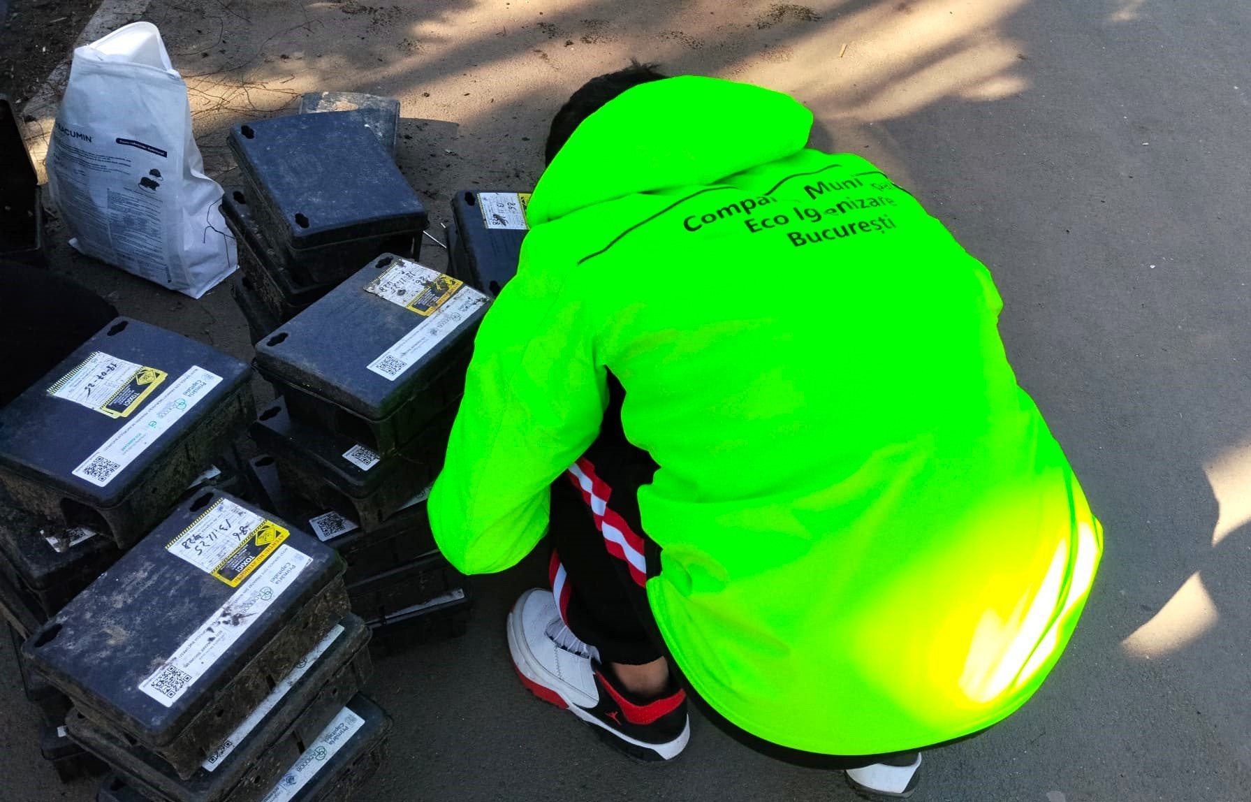 Autoritățile din București intensifică lupta împotriva dăunătorilor în oraș, fiind în plină desfășurare campania de tratamente pentru combaterea rozătoarelor și a insectelor