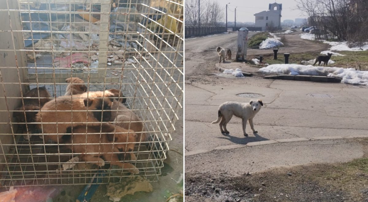 Eforturi constante pentru capturarea animalelor fără stăpân în București: 61 de câini preluați de la începutul lunii Un număr semnificativ de câini fără stăpân au fost capturați în București în ultima perioadă, demonstrând angajamentul autorităților locale în gestionarea problemei străzilor pline de animale abandonate
