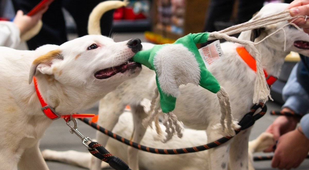 Pe 2 aprilie, Bucureștiul va găzdui un eveniment caritabil dedicat adopției de animale fără stăpân, o inițiativă menită să impulsioneze implicarea comunității în salvarea și sprijinirea câinilor din adăposturi