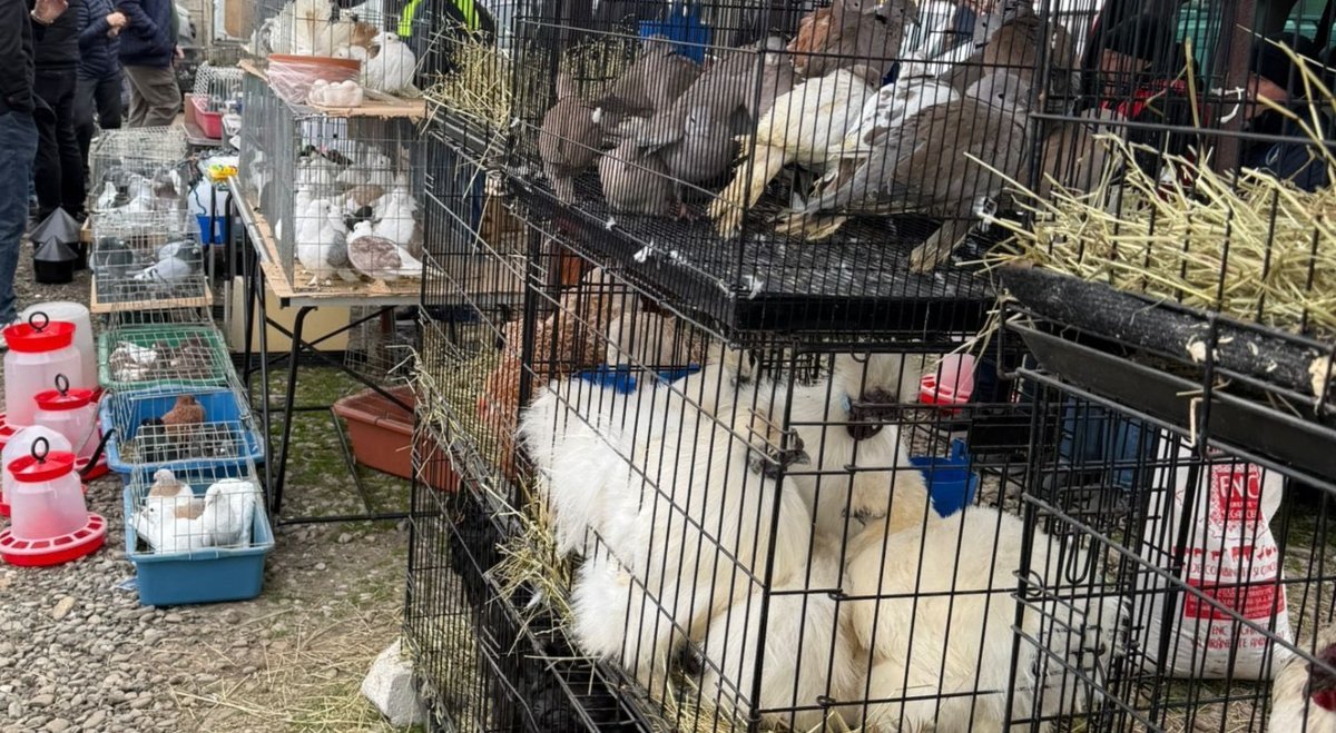 Controale urgente și descoperiri șocante la târgul din Voluntari: ilegalități care pun în pericol atât animale, cât și consumatorii Autoritățile din Ilfov au declanșat o acțiune intensă de verificare la târgul din Voluntari, după ce au fost semnalate numeroase nereguli