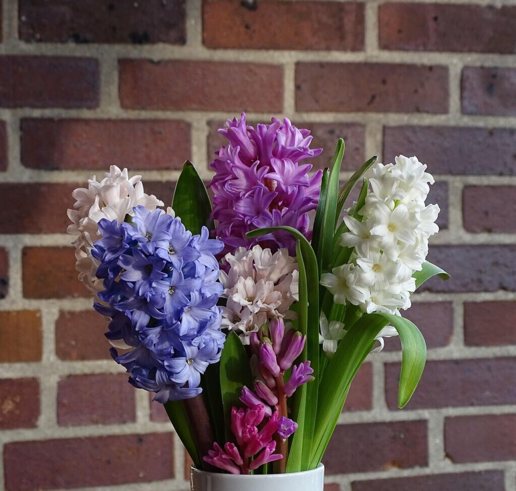 bouquet of flowers, hyacinth, flower background, spring, flower, flower wallpaper, garden hyacinth, nature, asparagus, fragrant, beautiful flowers, cut flower