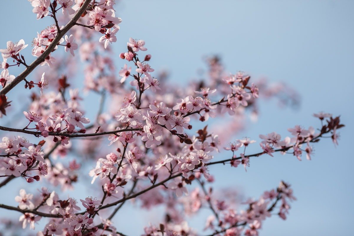 Primăvara s-a instalat în forță, iar temperaturile înregistrează creșteri semnificative de la o zi la alta, anunțând sosirea aproximativă a sezonului cald în plină iarnă calendaristică