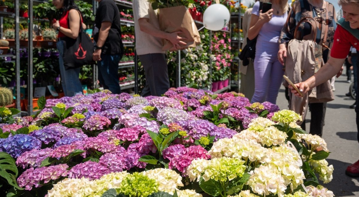 Primăria Sectorului 6 anunță startul înscrierilor pentru participarea la cea de-a patra ediție a festivalului West Side Flower Fest, ce va avea loc în perioada 5-7 iunie, în Parcul Drumul Taberei
