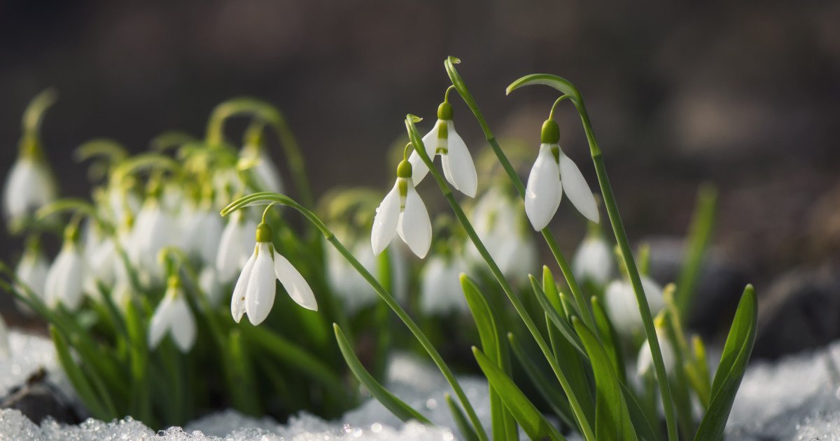 Meteorologii nu exclud un nou episod de iarnă în luna martie. „Va fi de scurtă durată”
