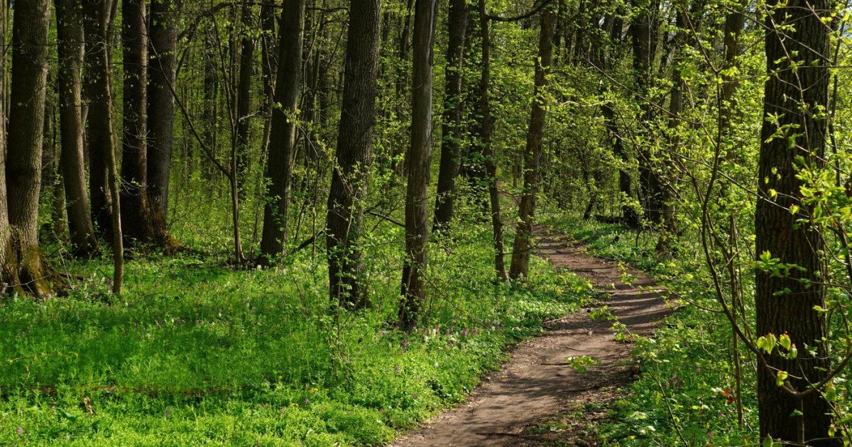 Peste 2.500 de hectare de pădure din județul Covasna au fost recuperate de către stat după ani întregi de litigii, o decizie finală a instanței asigurând astfel restabilirea drepturilor asupra terenurilor forestiere