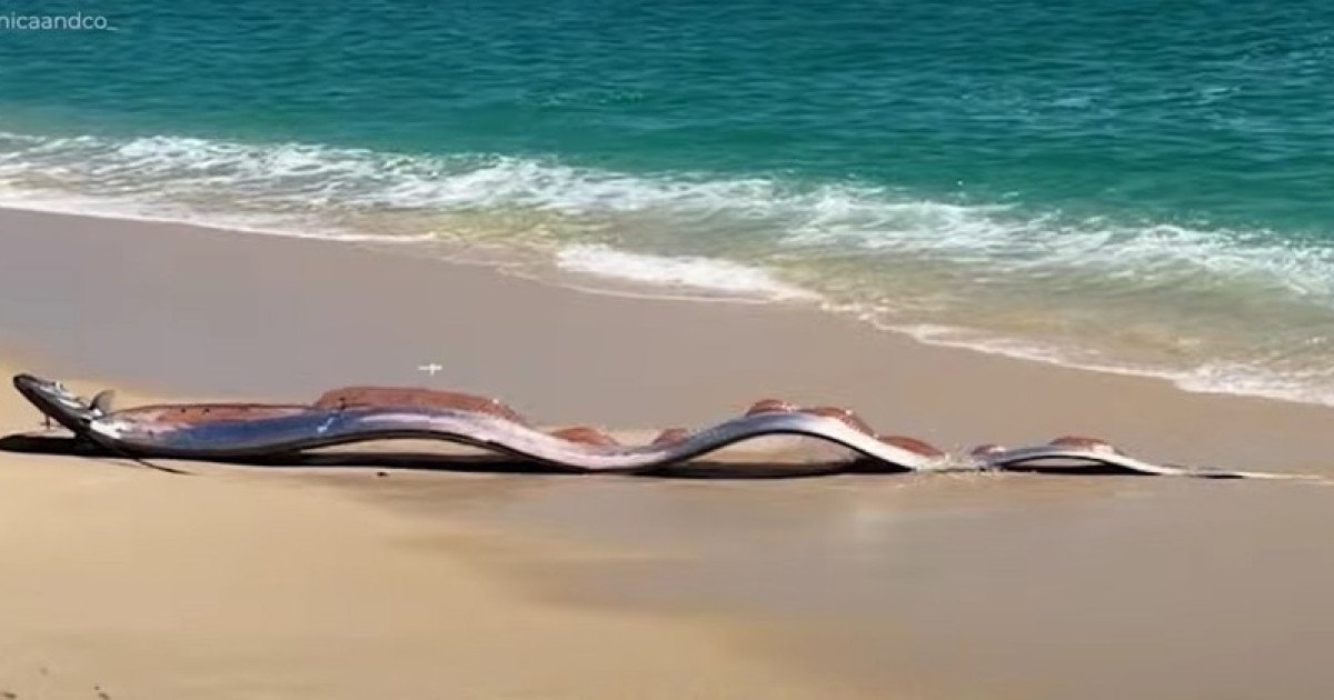 Doi pești-panglică uriași, descoperiți pe plaja Cabo San Lucas din Mexic, au stârnit fascinație și stupefacție în rândul turiștilor și cercetătorilor