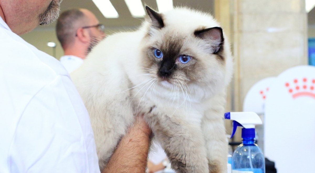 Primul week-end al primăverii aduce în București un festival dedicat iubitorilor de feline și animale de companie, sub semnul eleganței și pasiunii pentru frumusețea și grația animalelor