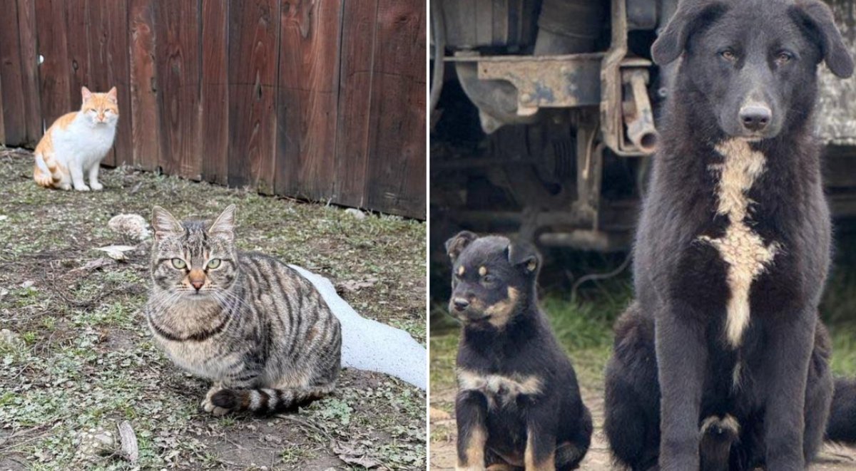 Ilfovul se pregătește pentru un maraton de sterilizări gratuite, o inițiativă menită să reducă numărul animalelor fără stăpân și să prevină abandonul