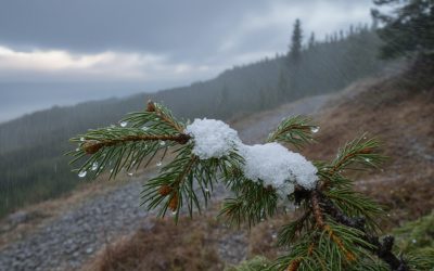 Viscol și ninsori în Ungaria, autoritățile au emis avertizări de ceață și cod galben