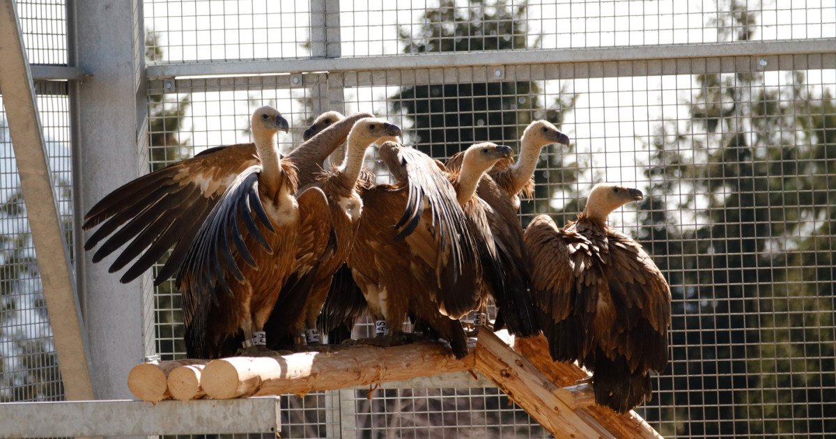 Primele exemplare de vultur sur, specie considerată dispărută din fauna României de la jumătatea secolului trecut, și-au făcut recent debutul în natură, fiind aduse din Spania într-un efort concertat de reintroducere