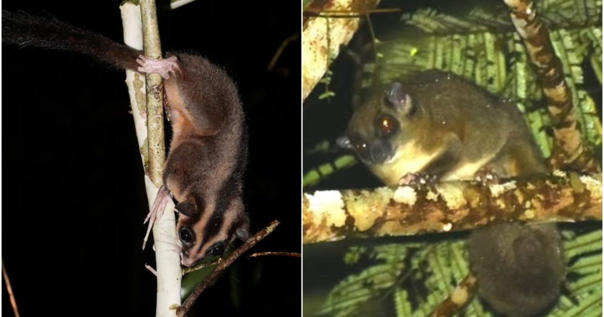 După milenii de considerație că ar fi dispărute, două specii de marsupiale, despre care se credea că au fost pierdute pentru totdeauna, au fost recent redescoperite în inima junglei tropicale din Papua de Vest