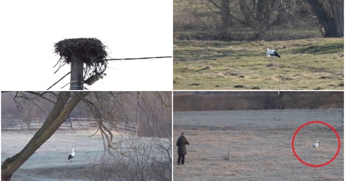 O barză vopsită în hainele specifice unui loc de trai din Covasna a devenit protagonista unei povești neobișnuite, închegate cu dorința localnicilor de a o proteja în timpul sezonului rece