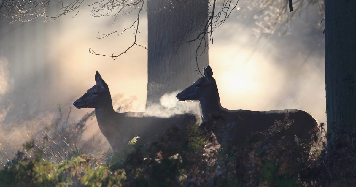 Descoperire surprinzătoare despre comunicarea căprioarelor: urmele prelungite pe copaci și sol pot străluci în lumina ultravioletă Cercetătorii americani au făcut o descoperire care ar putea revoluționa înțelegerea comportamentului și comunicării mamiferelor sălbatice: urmele lăsate de căprioare pe copaci și sol pot fi vizibile în lumină ultravioletă, un tip de radiație invizibilă pentru ochiul uman, dar detectabilă de către aceste animale