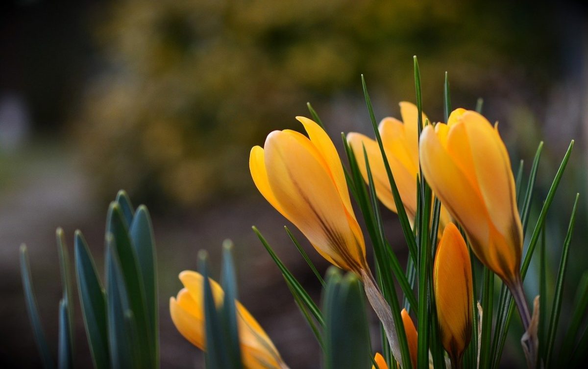 Vremea de primăvară devansează calendarul: temperaturi mai ridicate decât normalul, până la sfârșitul lunii martie Vremea din ultimele săptămâni a dezvăluit o tendință neașteptată: un interval de temperaturi mai calde decât cele specifice sezonului, o situație care a stârnit interesul meteorologilor și poate avea efecte asupra agriculturii și vieții cotidiene a românilor