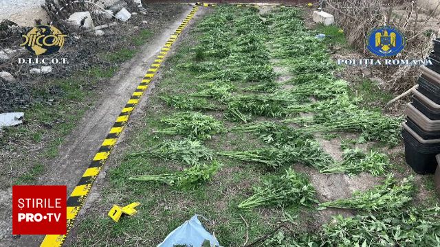 Trei suspecți au fost retinuti, iar alți trei plasați în arest la domiciliu după ce, săptămâna trecută, o cultură clandestină de cannabis a fost distrusă în urma unei acțiuni a poliției într-o comună din județul Neamț