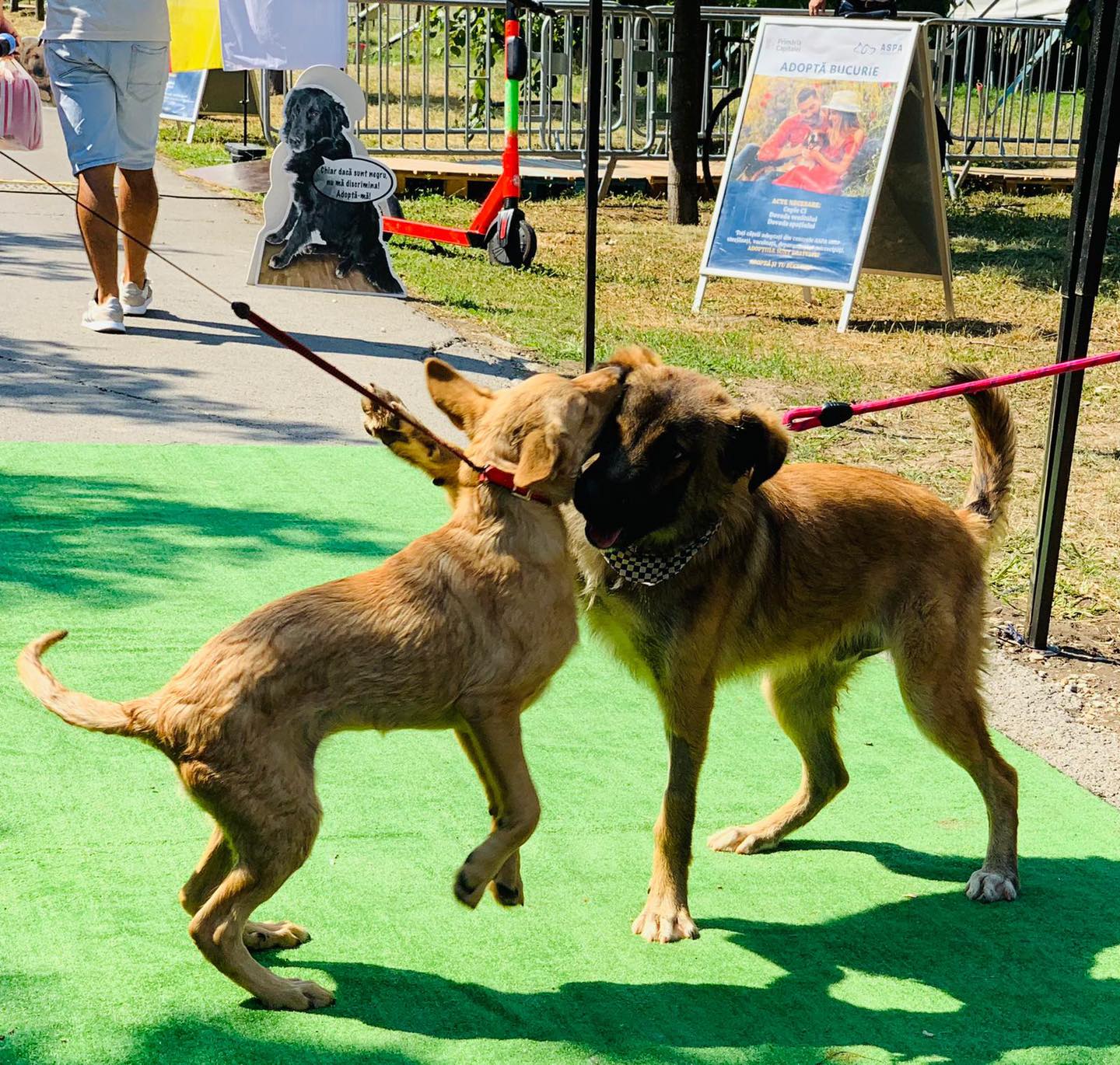 ASPA organizează târgul de adopții pe 28 martie la petshop Sector 3