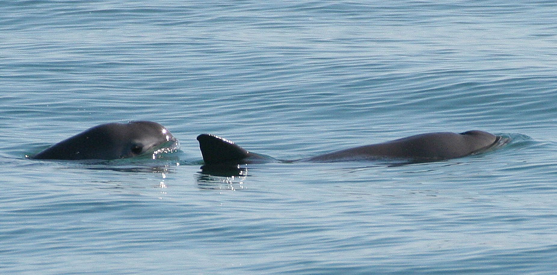 Test de cultură generală: Care este cel mai rar animal din lume?