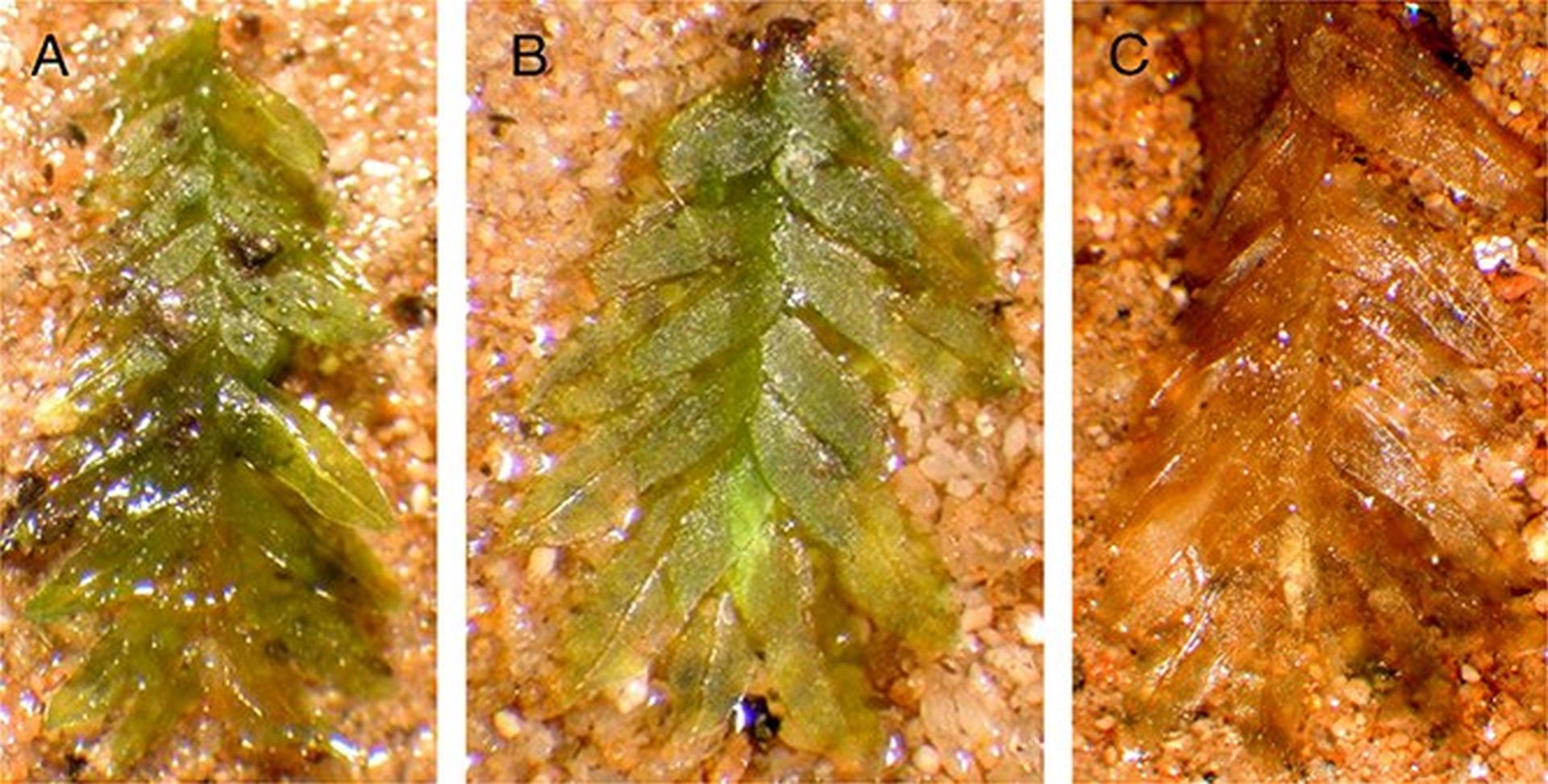 Rezolvat misterul profanărilor de la cimitirul istoric