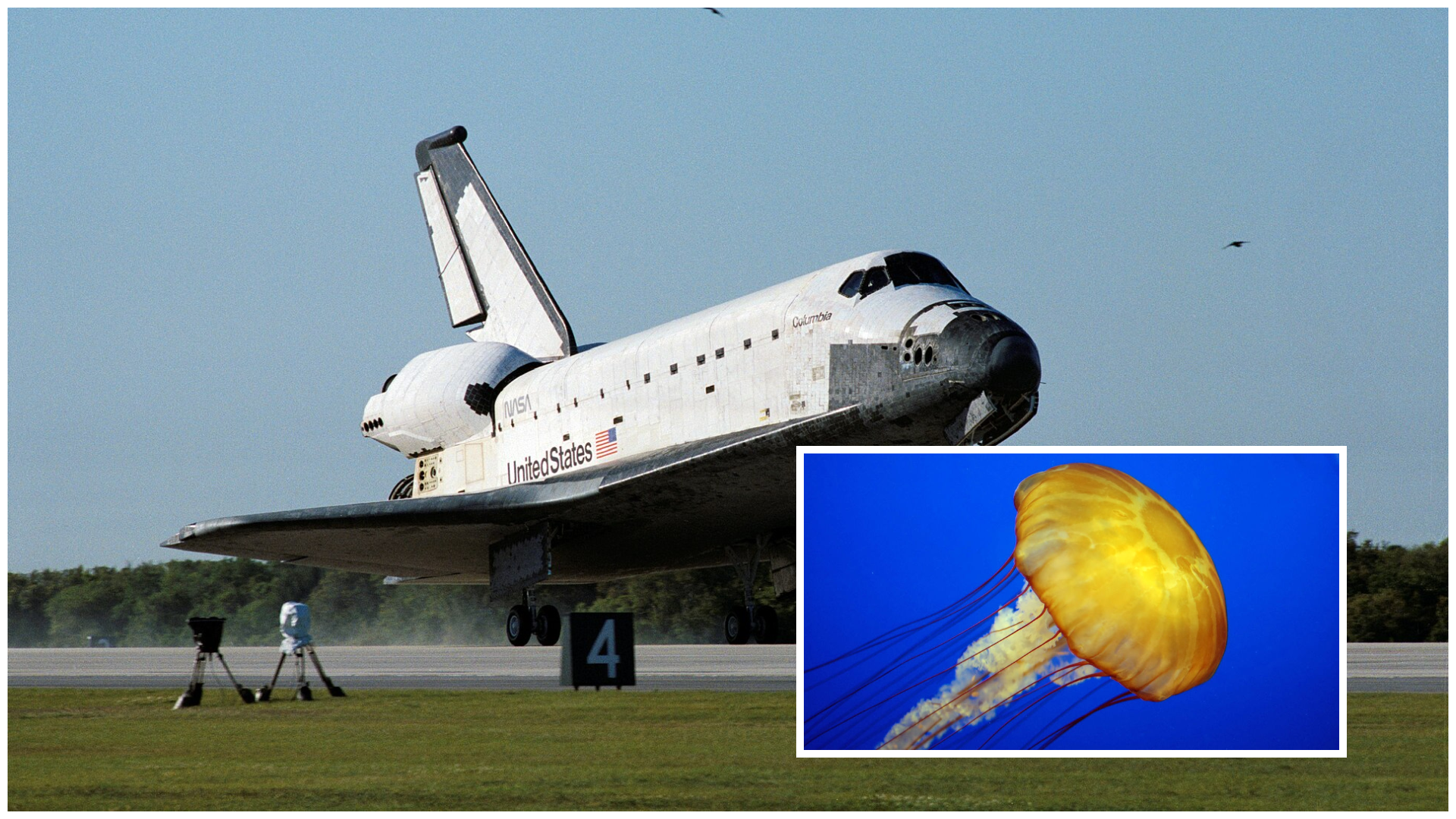 Ce înseamnă pentru oameni trăirea în necunoscutul microgravitației? Experimente cu meduze ar putea răspunde la această întrebare Întrebarea dacă ființele umane ar putea să se adapteze la viața din spațiu și cum ar reacționa copiii născuți în astfel de condiții a motivat cercetările NASA încă din anii ’90