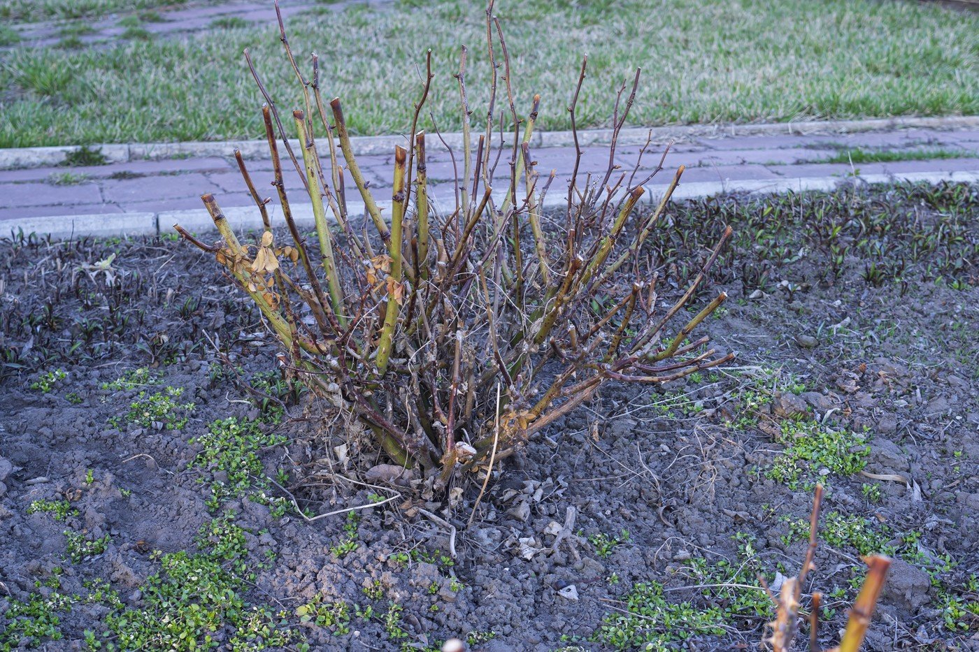 Primăvara aduce cu ea nu doar frumusețea florilor, ci și oportunitatea de a îți înfrumuseța grădina cu trandafiri viguroși și plini de culoare