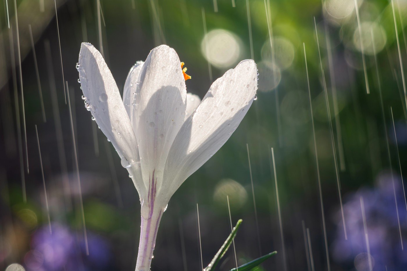 Meteorologii anunță o schimbare semnificativă a vremii în următoarele două săptămâni, cu un peisaj dinamic care va alterna între perioade de vreme plăcută și valuri de ploi și temperaturi mai scăzute