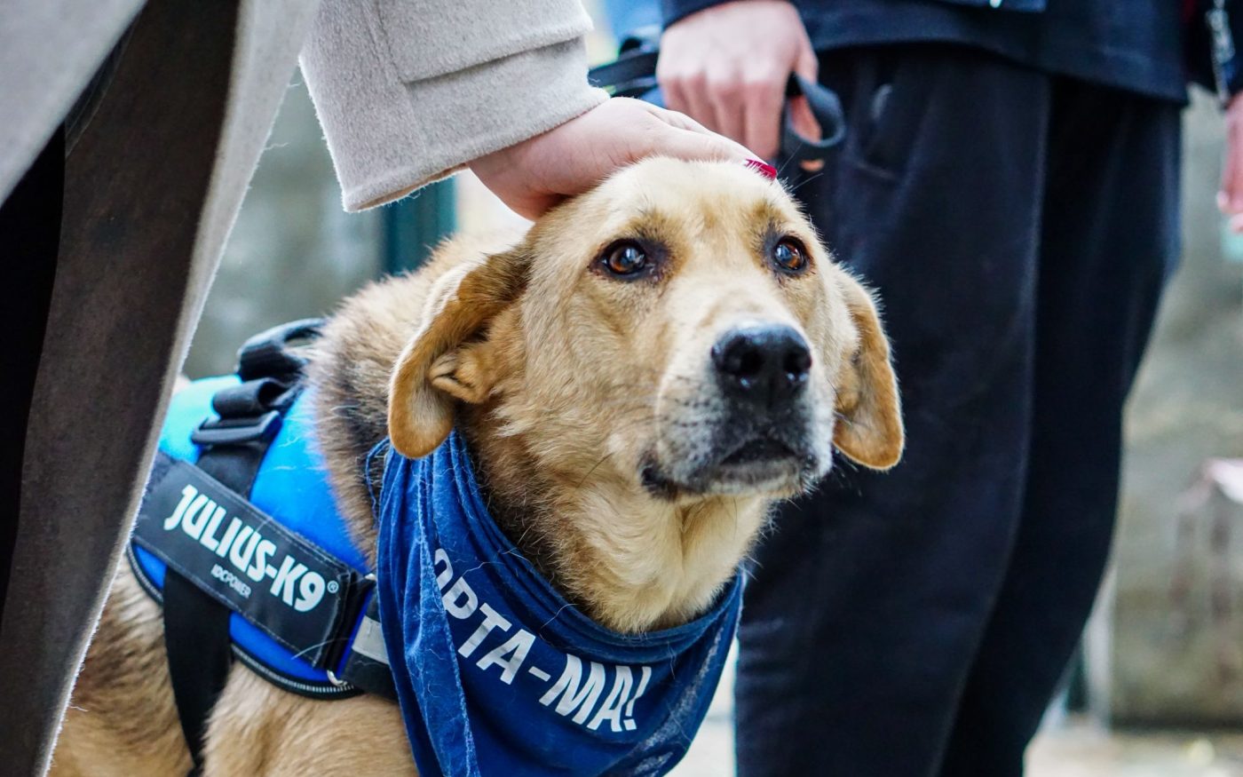 Târgul de adopții PetExpo 2026 aduce împreună iubitorii de animale și câinii din adăposturile din București Târgul de animale de companie PetExpo 2026, care va avea loc la ROMEXPO în acest weekend, nu este doar o oportunitate pentru pasionații de animale să află ultimele noutăți despre îngrijirea necuvântătoarelor, ci și o șansă reală pentru câinii fără stăpân de a-și găsi o familie iubitoare