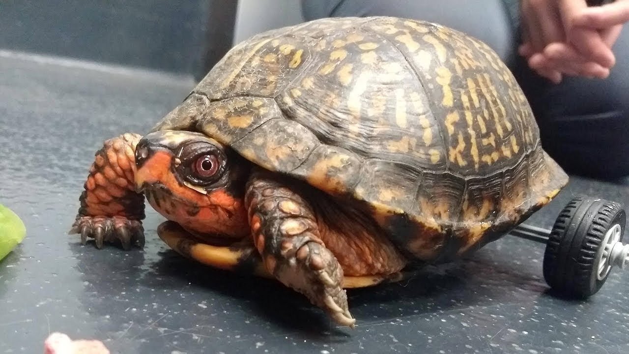 O broască țestoasă dintr-un habitat natural din România face valuri pe rețelele de socializare după ce a reușit să se deplaseze din nou, de această dată datorită unui scaun cu rotile special imprimat 3D