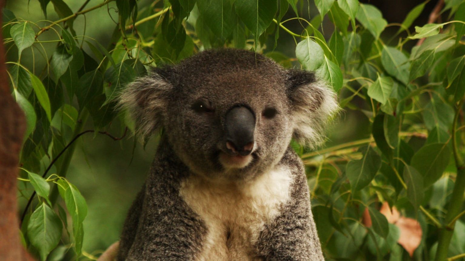 Ursuleții koala, simbol al biodiversității australiene și, timp de decenii, pradă amenințărilor antropice, au început să-și revină în fața eforturilor de conservare și a schimbărilor climatice benefice