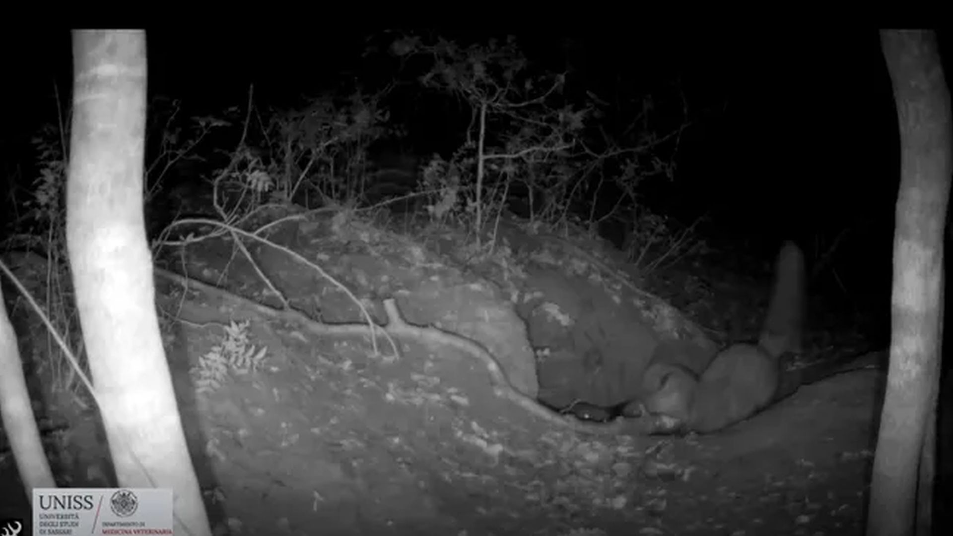 Vulpe roșie surprinsă în timp ce vânează un pui de lup