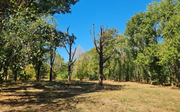 Atelier în Parcul Tineretului: Arborii maturi, îngrijiți ca la carte