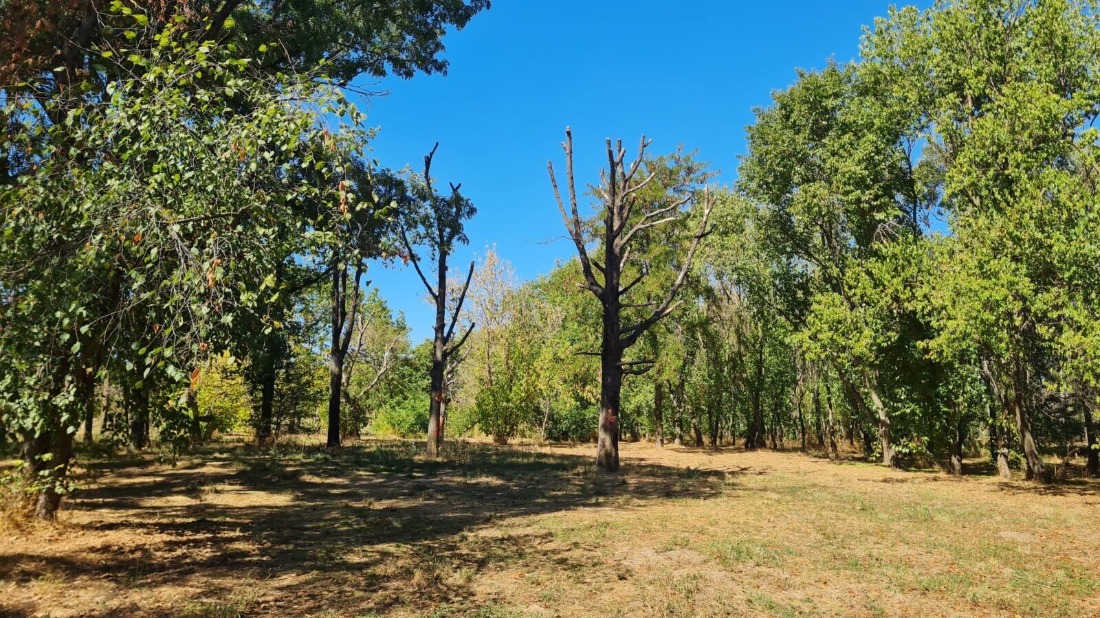 Atelier în Parcul Tineretului: Arborii maturi, îngrijiți ca la carte