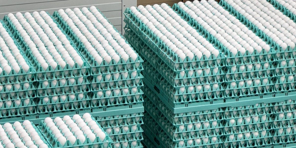 Ouă cu Salmonella la Vaslui: Zeci de mii de găini, infectate