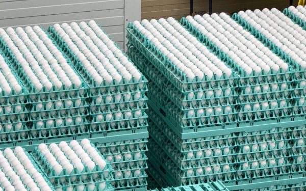 Ouă cu Salmonella la Vaslui: Zeci de mii de găini, infectate