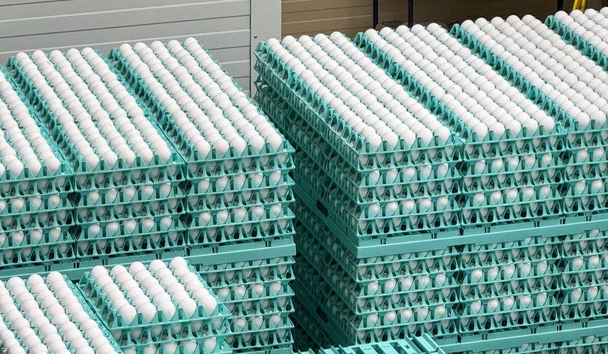 Ouă cu Salmonella la Vaslui: Zeci de mii de găini, infectate